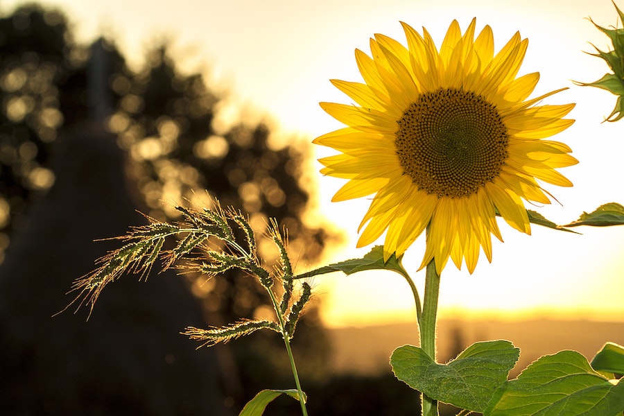 Large yellow sunflower in a field